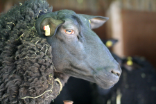 images/Unsere-Tiere/schaf 203 portrat 2015.png